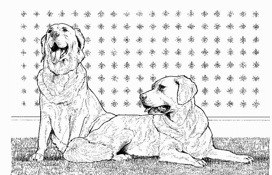 coloriage couple de golden retrivier